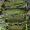 pyr armoricanus larva5 volg22